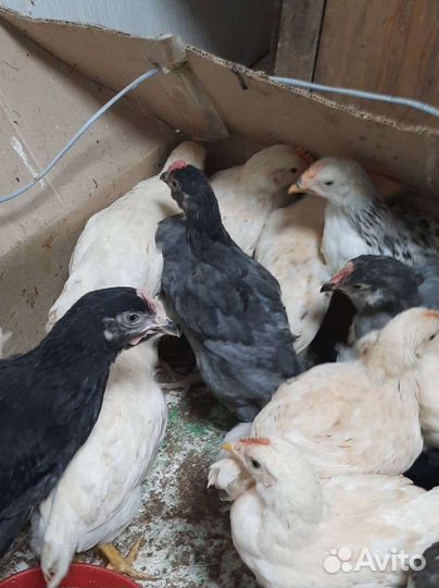 Куры и цыплята