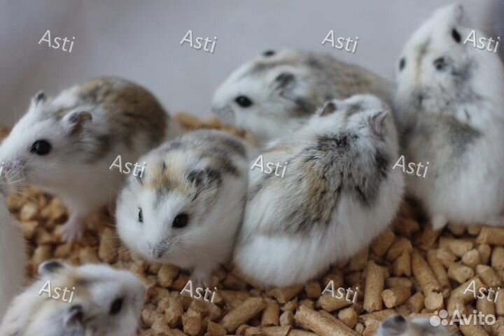 Джунгарские хомячки необыкновенного редкого окраса