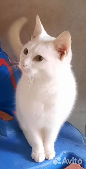 Глухой белый котёнок турецкой ангоры выброшен
