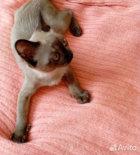 Котята бурманские