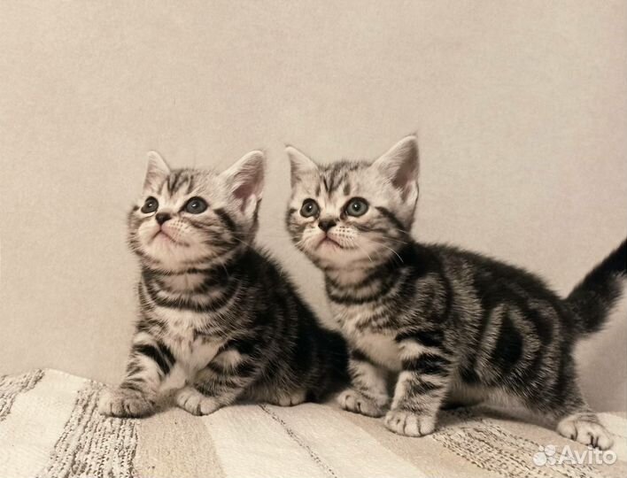 Американские короткошерстные котята