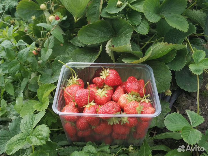 Клубника самосбор