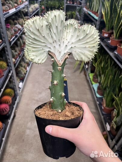 Эуфорбия Лактея кристата