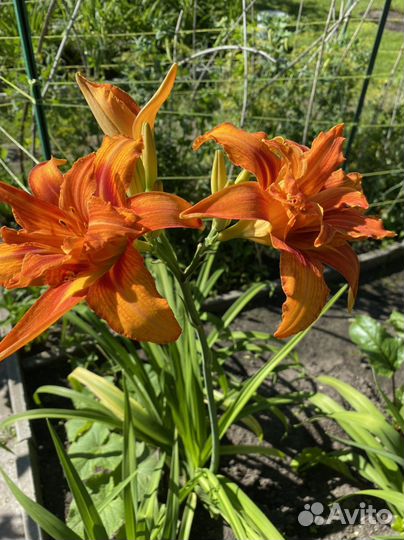 Продаю Лилейники