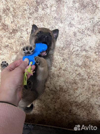 Щенки кобели в дар