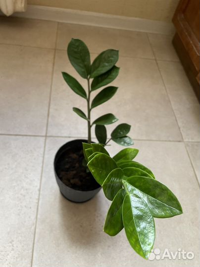 Замиокулькас долларовое дерево