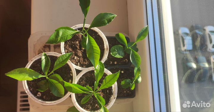 Отводки красного апельсина