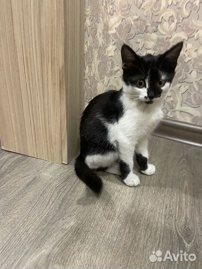 Котенок ищет любящую семью