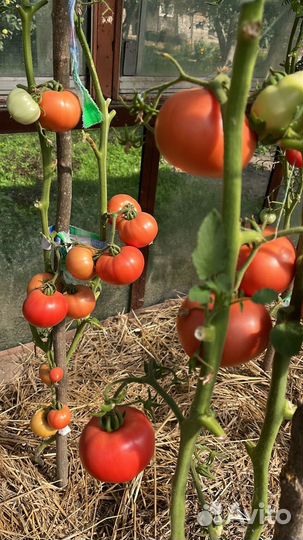 Помидоры с куста, домашние, свежие