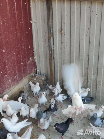 Бойные голуби