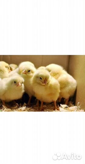 Цыплята бройлеры кобб 500