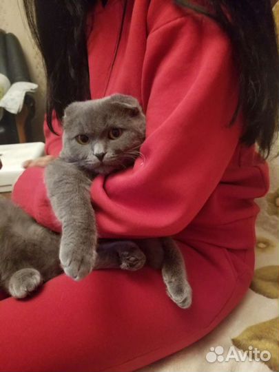 Шотландский кот вязка