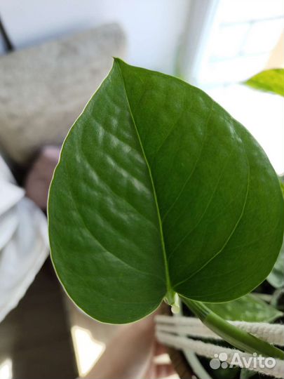 Комнатные растения- отростки и молодь