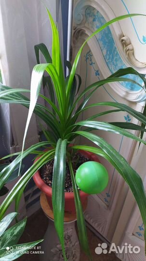 Пальма панданус взрослая и красивая и др