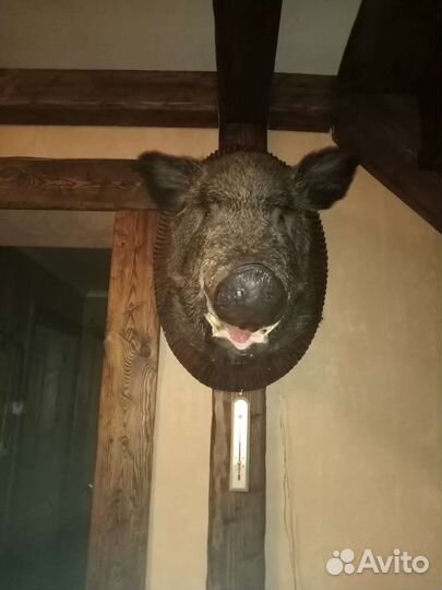 Чучела животных