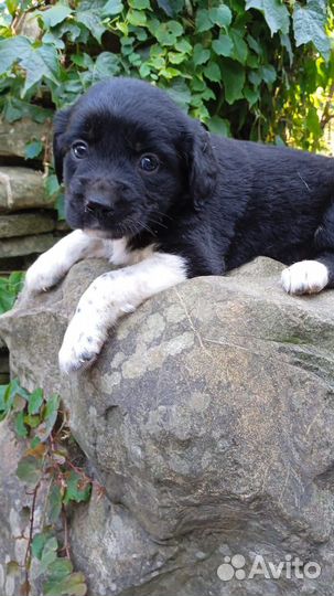 Щенки в добрые руки