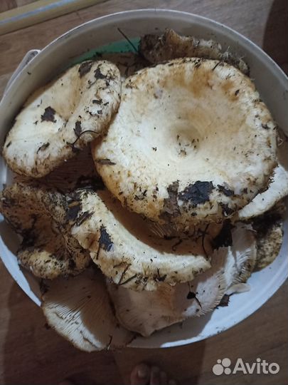 Сырой груздь