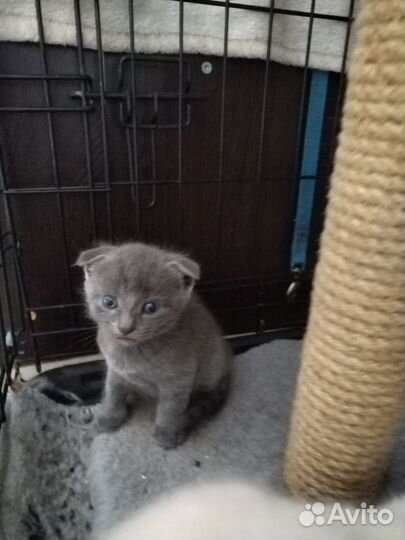 Шотландские вислоухие котята