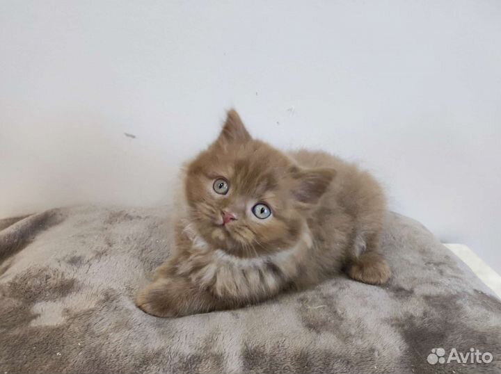 Сладкий мальчик циннамон