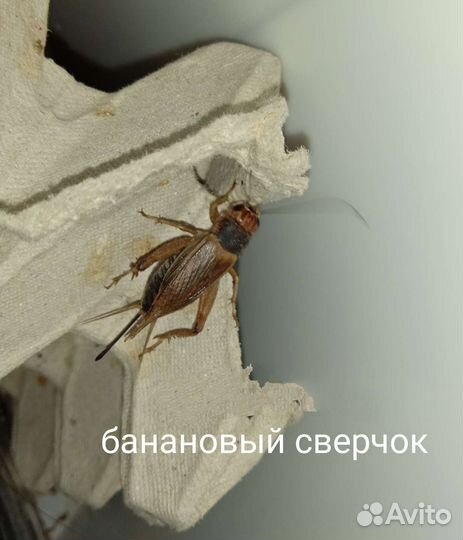 Кормовые насекомые - сверчки, тараканы, зофобос