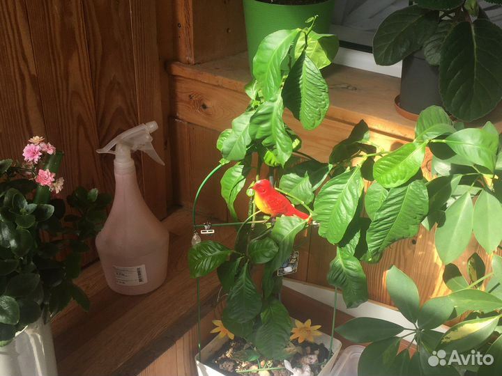 Молочай и спатифиллум