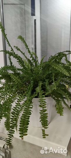 Цветы комнатные драцена папоротник замиокулькас