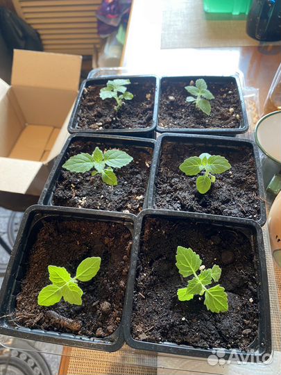 Саженцы павловния