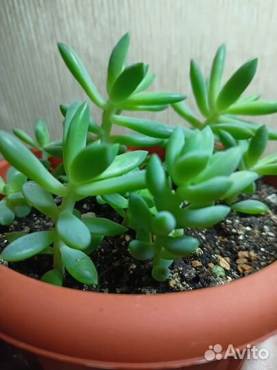 Очиток Моргана