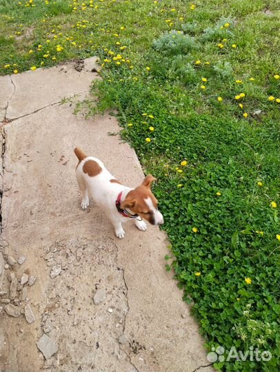 Джек Рассел терьер Мальчик