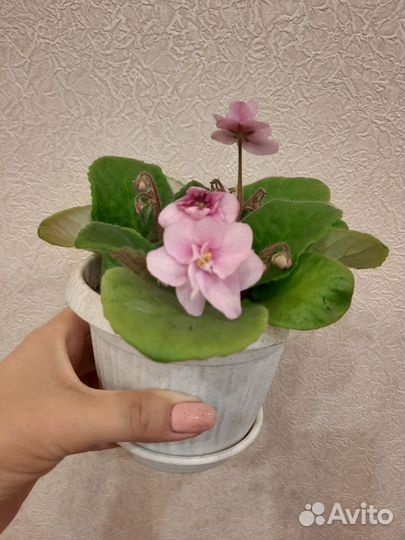 Фиалки цветущие в горшке