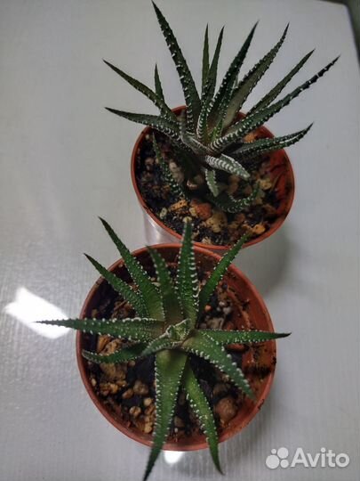 Хавортия полосатая