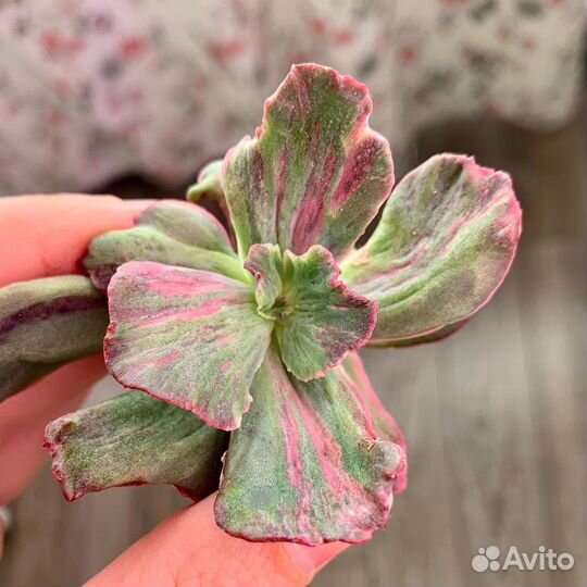 Редкие коллекционные суккуленты2