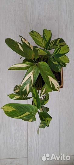 Ктенанта Лубберса