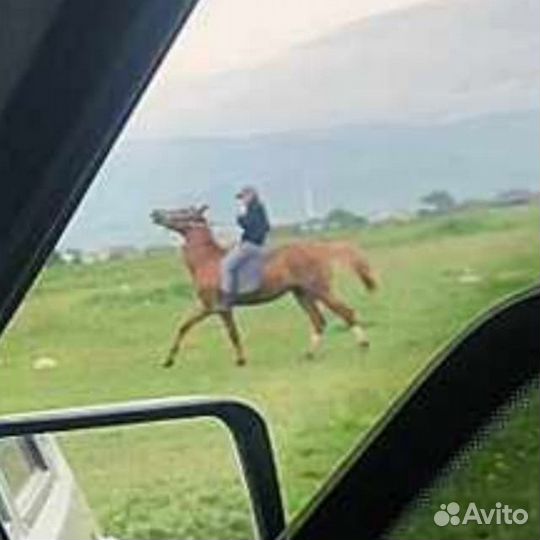 Донская лошадь