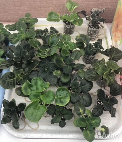 Сортовые фиалки