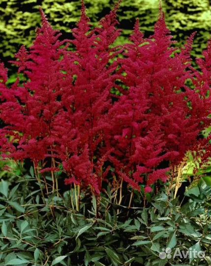 Астильба разные цвета