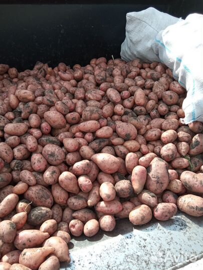 Картофель деревенский