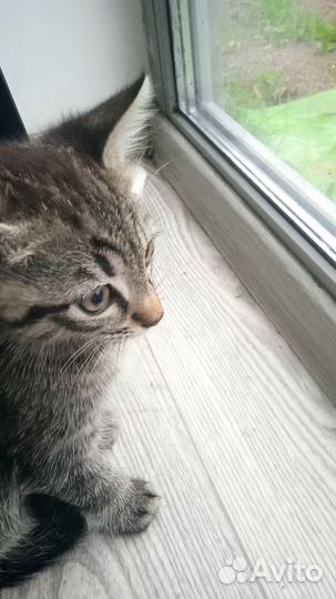 Котик милый, любознательный