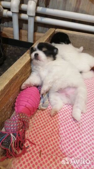 Щенки шпица