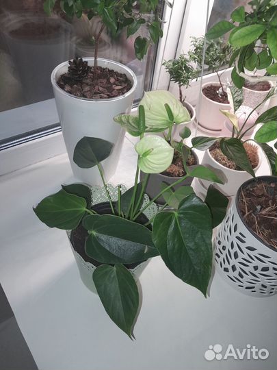 Цветы разные домашние