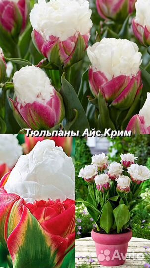 Тюльпан Айс Крим