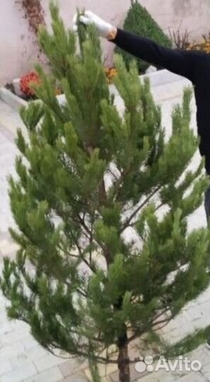 Елки сосны новогодние оптом