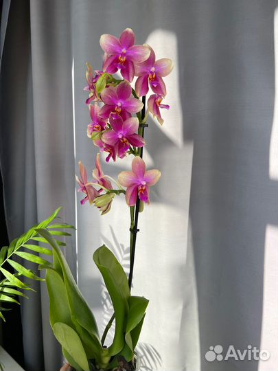 Подарок орхидея Лиодоро
