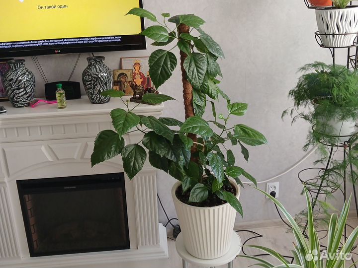 Роза китайская красная махровая