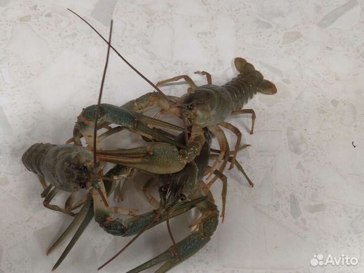 Раки живые в наличии