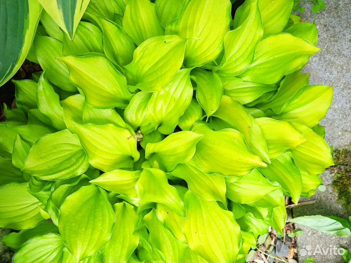 Хоста-мышиная серия и другие малыши