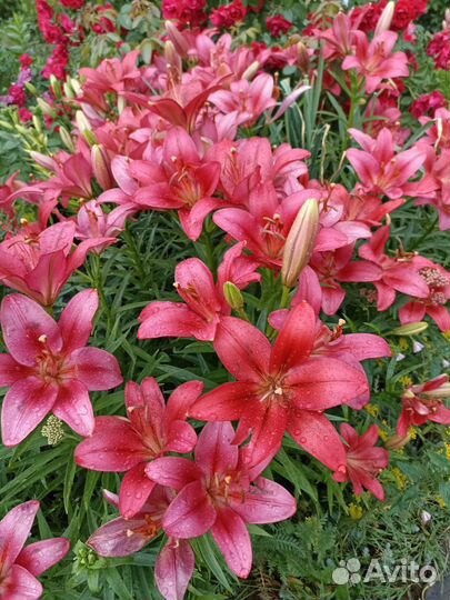 Лилии луковицы сортовые