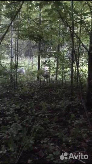 Западно сибирская лайка