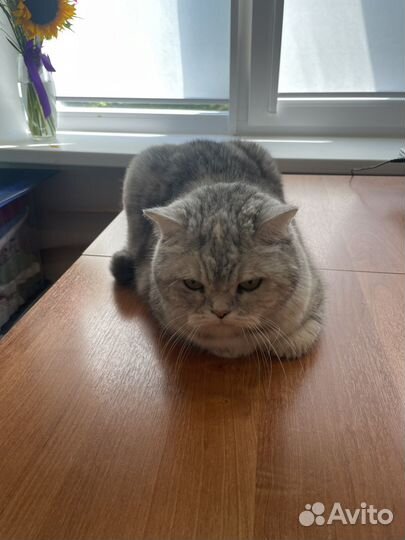 Кошка британка