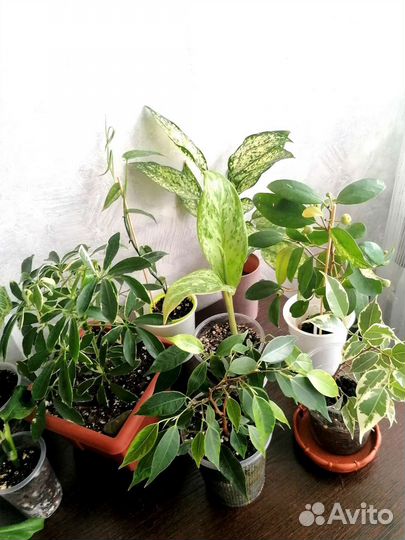 Домашние растения из личной коллекции